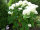 PflanzenBalance,  Größe M der Pflanzenhalter Staudenhalter | individuell verstellbar | robust und witterungsbeständig | perfekt für Stauden, Sträucher, Blumen und Gräser | Größe M von Ø20-45cm