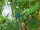 PflanzenBalance,  Größe M der Pflanzenhalter Staudenhalter | individuell verstellbar | robust und witterungsbeständig | perfekt für Stauden, Sträucher, Blumen und Gräser | Größe M von Ø20-45cm