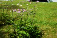 Pflanzenhalter Staudenhalter Blumenstütze – Flexibel, Stabil & Wetterfest – Einfache Montage, Kompakt und Unauffällig, Robuste Stützen für Große Pflanzen