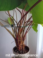 PflanzenBalance, der Zimmerpflanzenhalter | individuell...