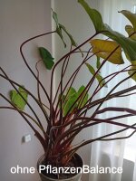 PflanzenBalance, der Zimmerpflanzenhalter | individuell verstellbar | Größe von Ø7-25cm