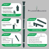 5x Pflanzstab, 16mm Durchmesser, Länge 60cm. Die...